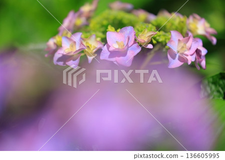 Hydrangea blooming in the clear of the rainy season Hydrangea blooming in the clear of the rainy season 136605995