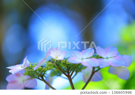 繡球花盛開在雨季的清除 136605996