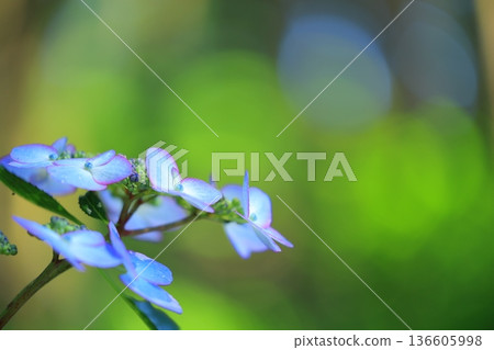 繡球花盛開在雨季的清除 136605998