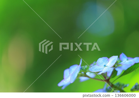 Hydrangea blooming in the clear of the rainy season Hydrangea blooming in the clear of the rainy season 136606000