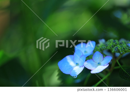 繡球花盛開在雨季的清除 136606001