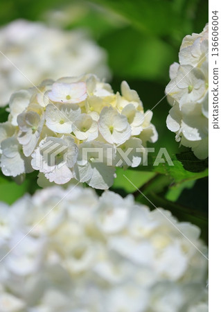 Hydrangea blooming in the clear of the rainy season Hydrangea blooming in the clear of the rainy season 136606004