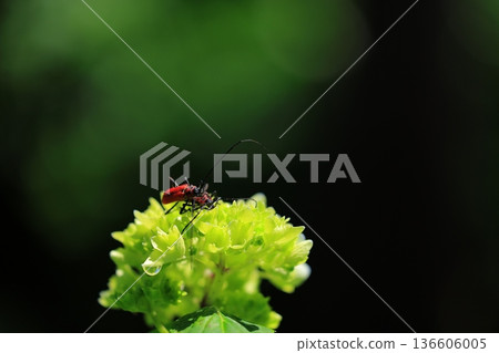 繡球花盛開在雨季的清除 136606005