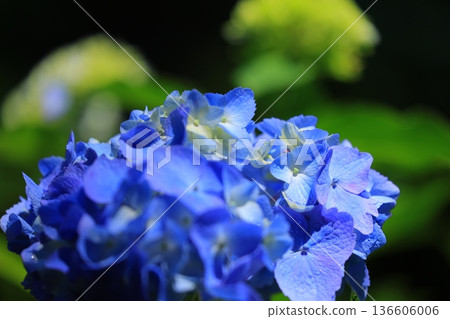 Hydrangea blooming in the clear of the rainy season Hydrangea blooming in the clear of the rainy season 136606006