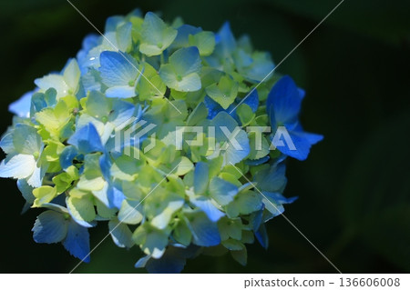 繡球花盛開在雨季的清除 136606008