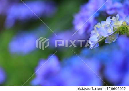 繡球花盛開在雨季的清除 136606012