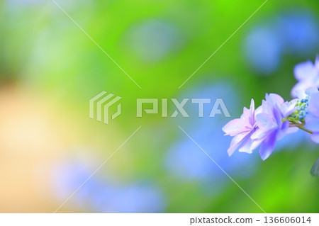 繡球花盛開在雨季的清除 136606014