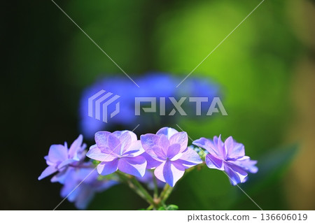 繡球花盛開在雨季的清除 136606019