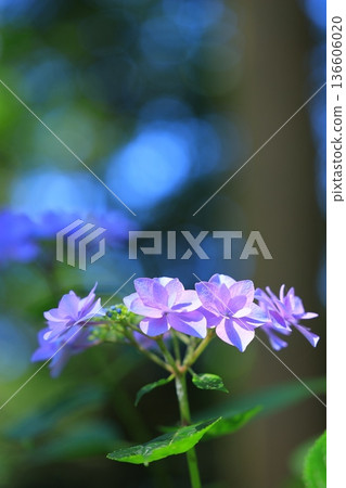 Hydrangea blooming in the clear of the rainy season Hydrangea blooming in the clear of the rainy season 136606020