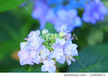 繡球花盛開在雨季的清除 136606021