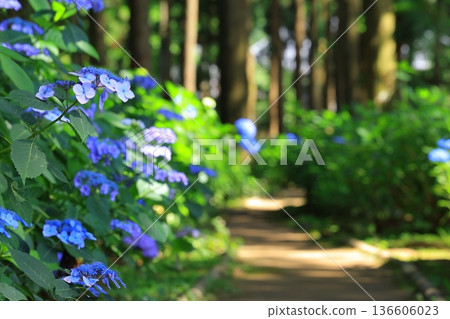 繡球花盛開在雨季的清除 136606023