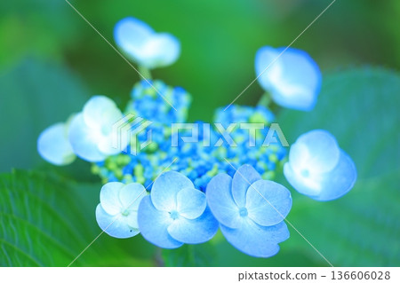 繡球花盛開在雨季的清除 繡球花盛開在雨季的清除 136606028