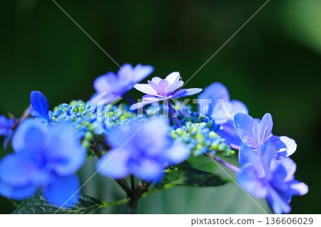 繡球花盛開在雨季的清除 136606029