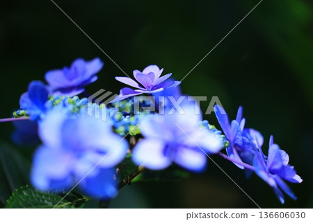 繡球花盛開在雨季的清除 136606030