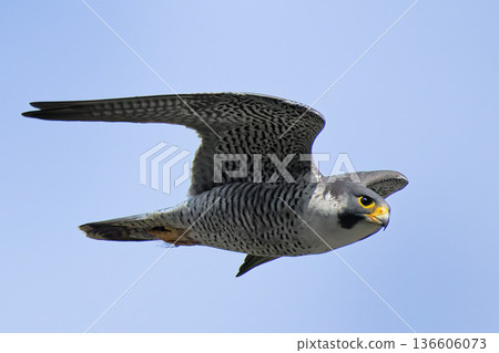 世界上速度最快的動物:遊隼 世界上速度最快的動物:遊隼 136606073