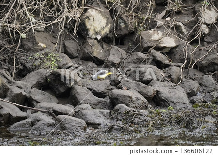 Wild birds that appear in the river 136606122