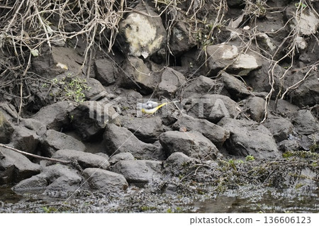 Wild birds that appear in the river 136606123