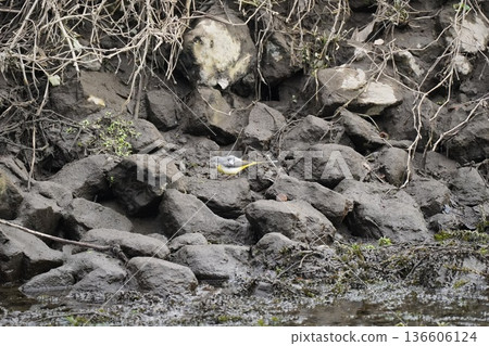 出現在河裡的野生鳥類 136606124