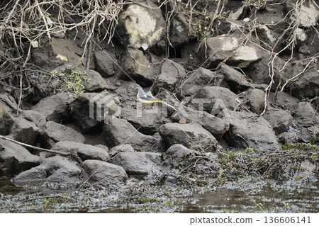 Wild birds that appear in the river 136606141