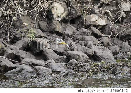 出現在河裡的野生鳥類 出現在河裡的野生鳥類 136606142