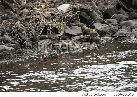 Wild birds that appear in the river Wild birds that appear in the river 136606149
