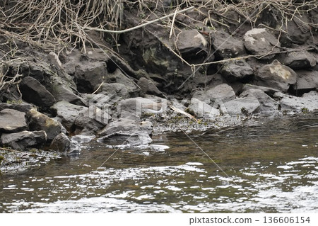 Wild birds that appear in the river 136606154