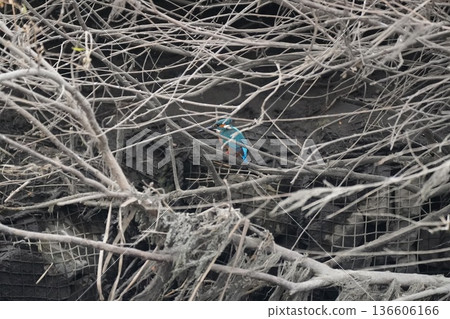 出現在河裡的野生鳥類 136606166