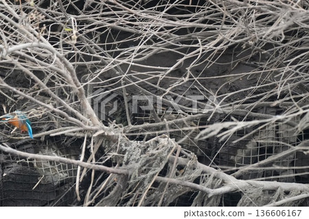 出現在河裡的野生鳥類 136606167