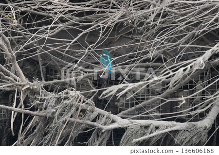 出現在河裡的野生鳥類 136606168