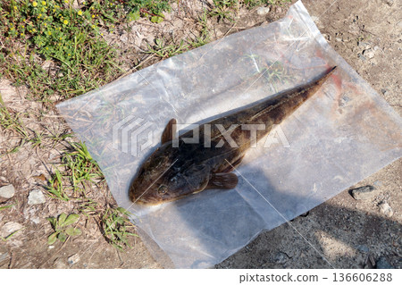 扁頭鯉魚釣漁獲 扁頭鯉魚釣漁獲 136606288