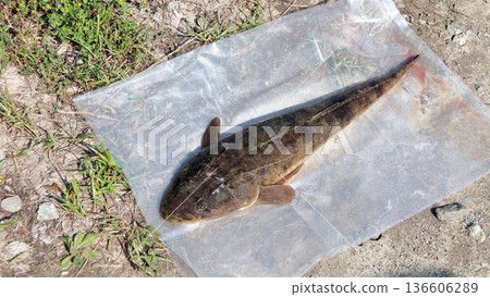扁頭鯉魚釣漁獲 136606289