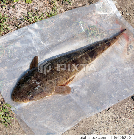 Flathead carp fishing catch 136606290