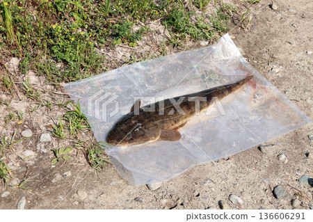 扁頭鯉魚釣漁獲 扁頭鯉魚釣漁獲 136606291