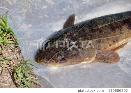 扁頭鯉魚釣漁獲 136606292
