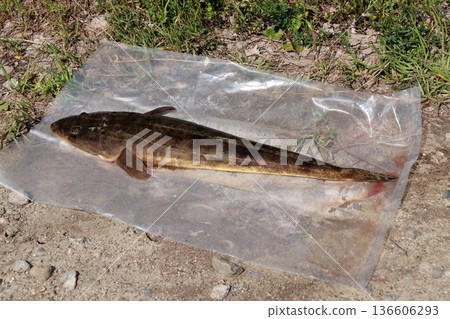 Flathead carp fishing catch Flathead carp fishing catch 136606293