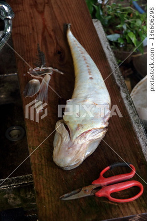 扁頭鯉魚釣漁獲 136606298