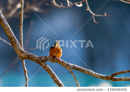 A kingfisher that sticks to a tree branch 136606408