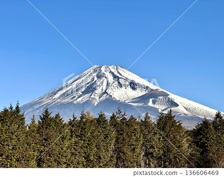 Cypress forest and Mount Fuji Cypress forest and Mount Fuji 136606469
