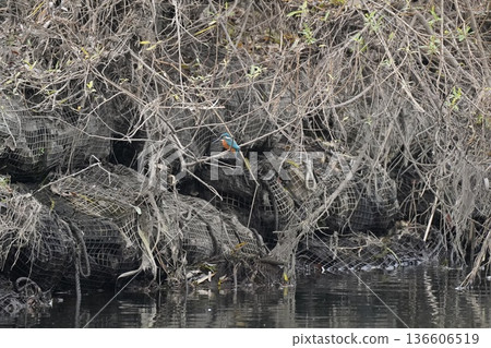 翡翠出現 136606519