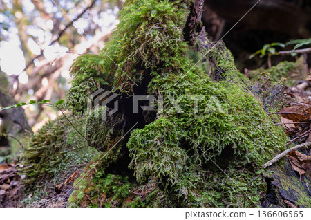 屋久島國立公園：日本最美的苔蘚森林（冬季） 136606565