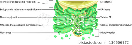 Structure of the endoplasmic reticulum: Illustration of intracellular structures including ribosomes and mitochondria (English) Structure of the endoplasmic reticulum: Illustration of intracellular structures including ribosomes and mitochondria (English) 136606572
