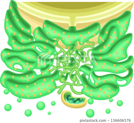 內質網的結構。細胞內結構示意圖，包括核醣體和粒線體。 136606576