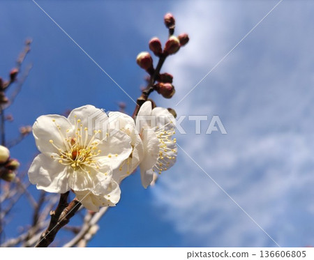 在陽光明媚的日子裡,白色的梅花顯得格外燦爛。 在陽光明媚的日子裡,白色的梅花顯得格外燦爛。 136606805