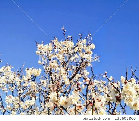 在藍天的李子開花 在藍天的李子開花 136606806