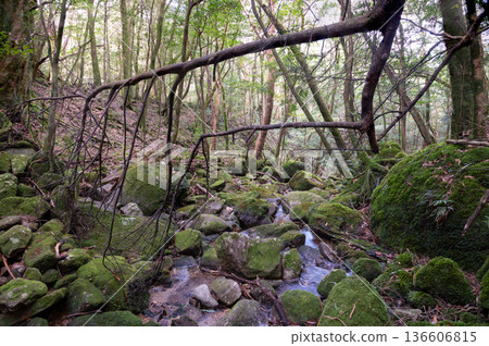 屋久島國立公園:日本最美的苔蘚谷(冬天) 屋久島國立公園:日本最美的苔蘚谷(冬天) 136606815