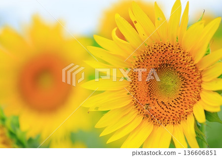 Sunflowering in summer sunflower Sunflowering in summer sunflower 136606851