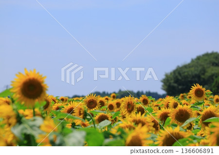 Sunflowering in summer sunflower 136606891