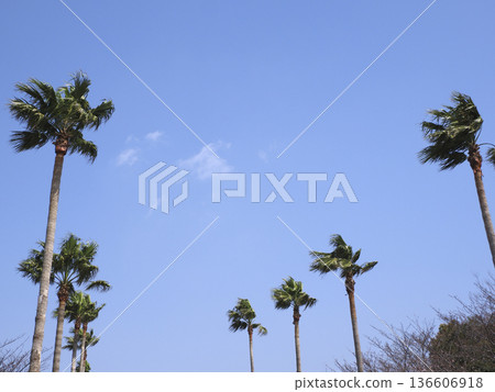 Palm tree Palm tree 136606918