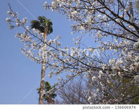 Palm trees and cherry blossoms Palm trees and cherry blossoms 136606974