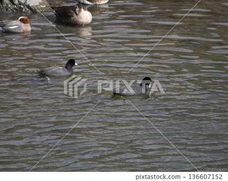 Coot looking for food in the river 136607152